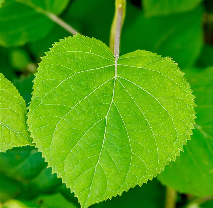 Ballhortensie 'Pink Annabelle'® Ballhortensie 'Pink Annabelle'®