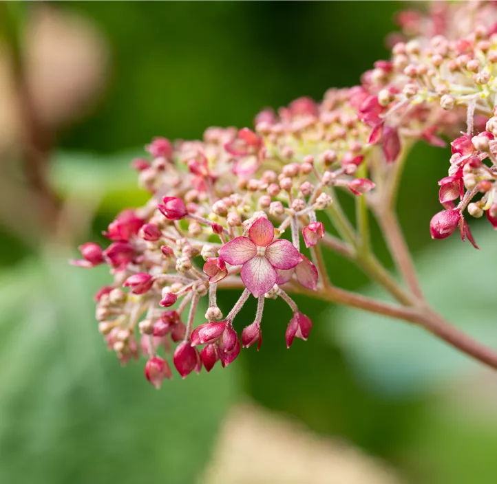 Ballhortensie 'Pink Annabelle'® Ballhortensie 'Pink Annabelle'®