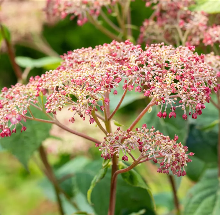 Ballhortensie 'Pink Annabelle'® Ballhortensie 'Pink Annabelle'®
