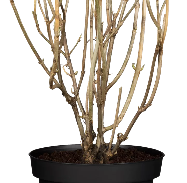 Ballhortensie 'Strong Annabelle'® Ballhortensie 'Strong Annabelle'®