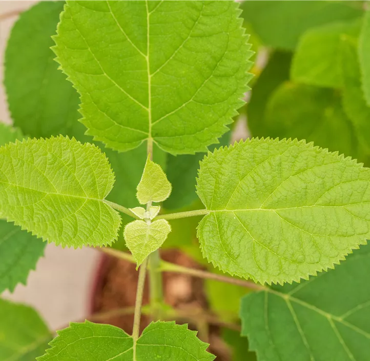 Ballhortensie 'Strong Annabelle'® Ballhortensie 'Strong Annabelle'®