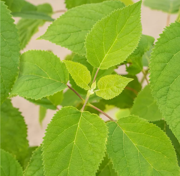 Ballhortensie 'Strong Annabelle'® Ballhortensie 'Strong Annabelle'®