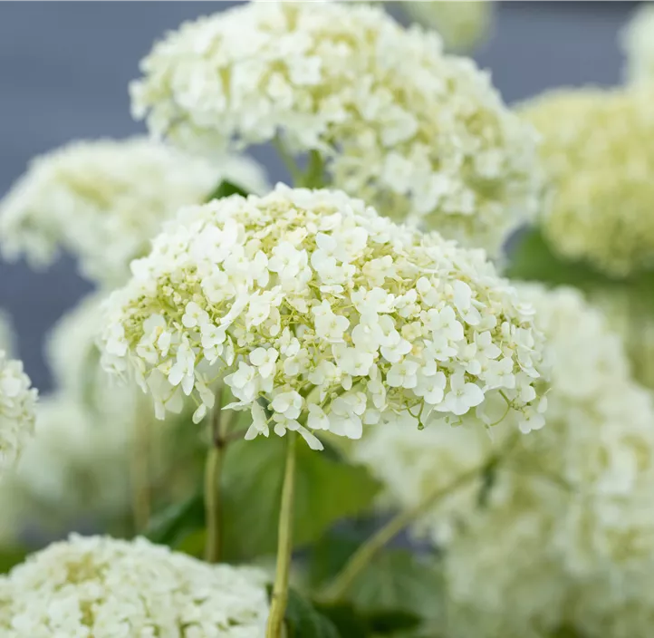 Ballhortensie 'Strong Annabelle'® Ballhortensie 'Strong Annabelle'®