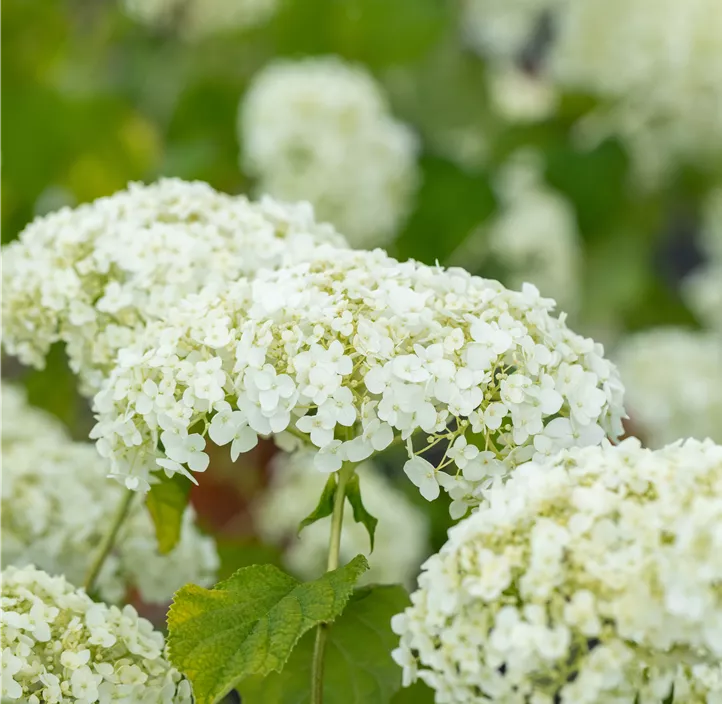 Ballhortensie 'Strong Annabelle'® Ballhortensie 'Strong Annabelle'®