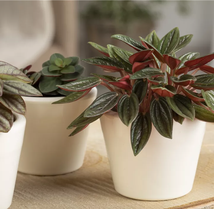 Zwergpfeffer Montevideo Zwergpfeffer Montevideo