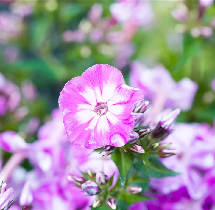 Phlox paniculata Flame Pink, Hohe GartenFlammenblume 'Flame Pink