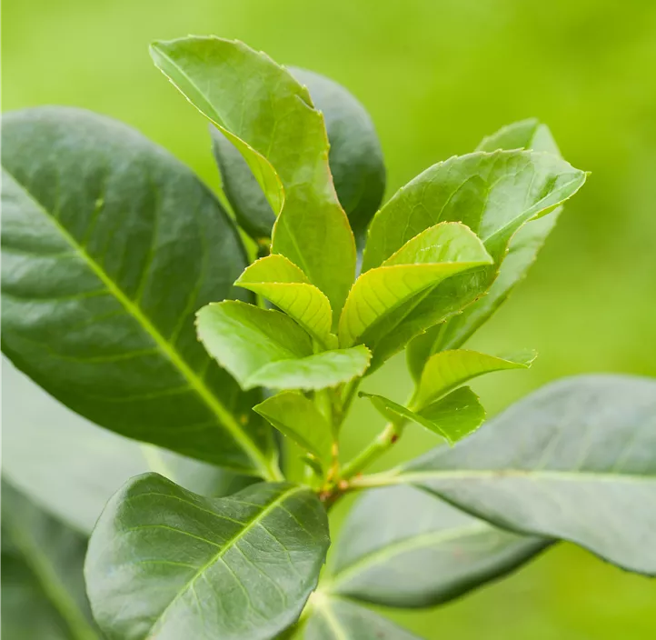 Kirschlorbeer 'Caucasica Fontanette'