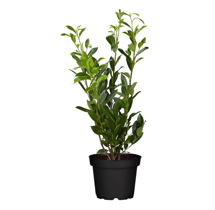 Kirschlorbeer 'Caucasica Fontanette'