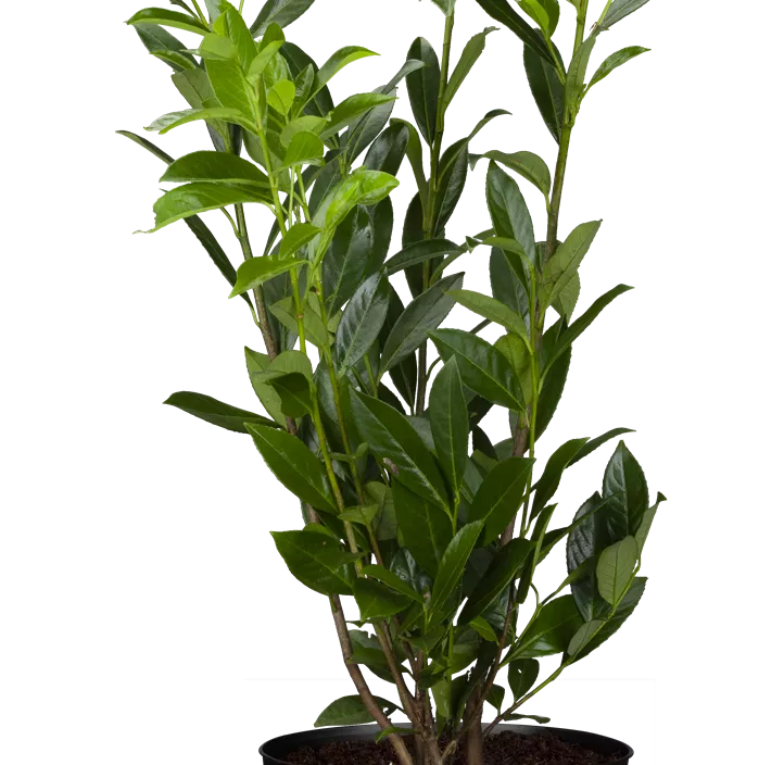 Kirschlorbeer 'Caucasica Fontanette'