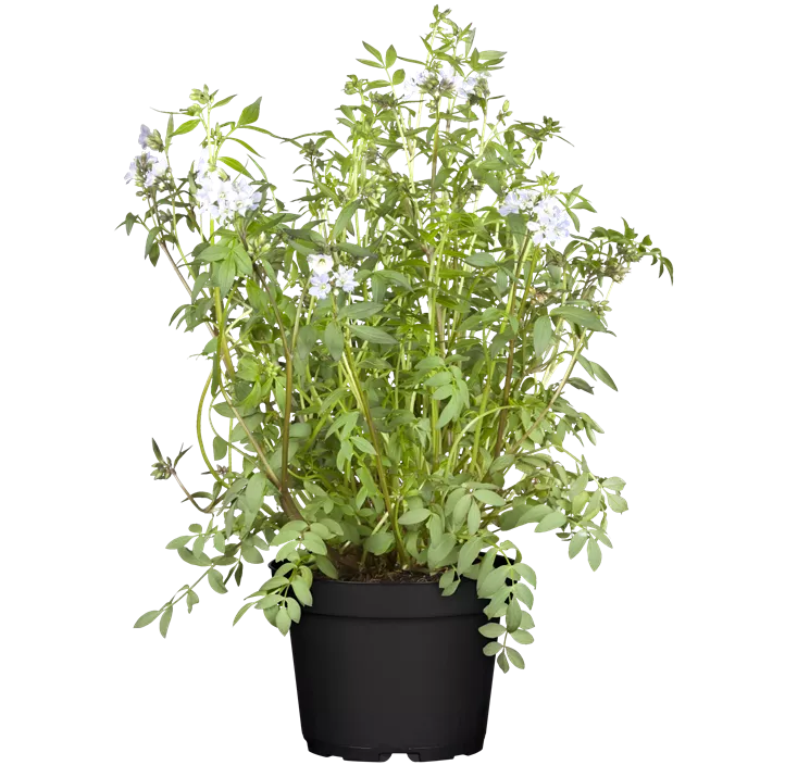 Blaublühende Jakobsleiter