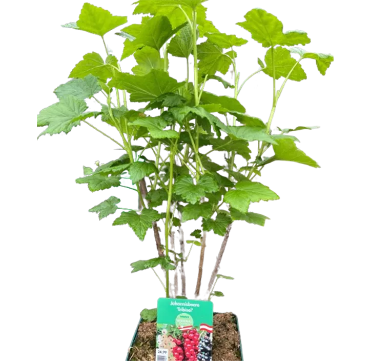 Johannisbeere 'Trio'