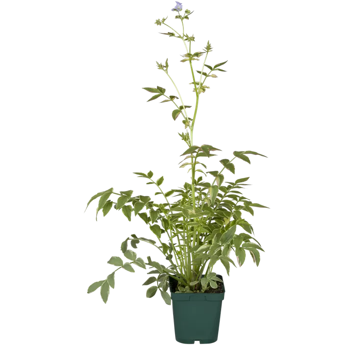 Blaublühende Jakobsleiter