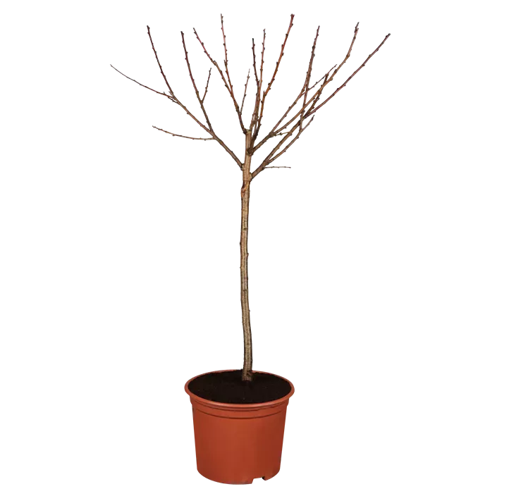Prunus