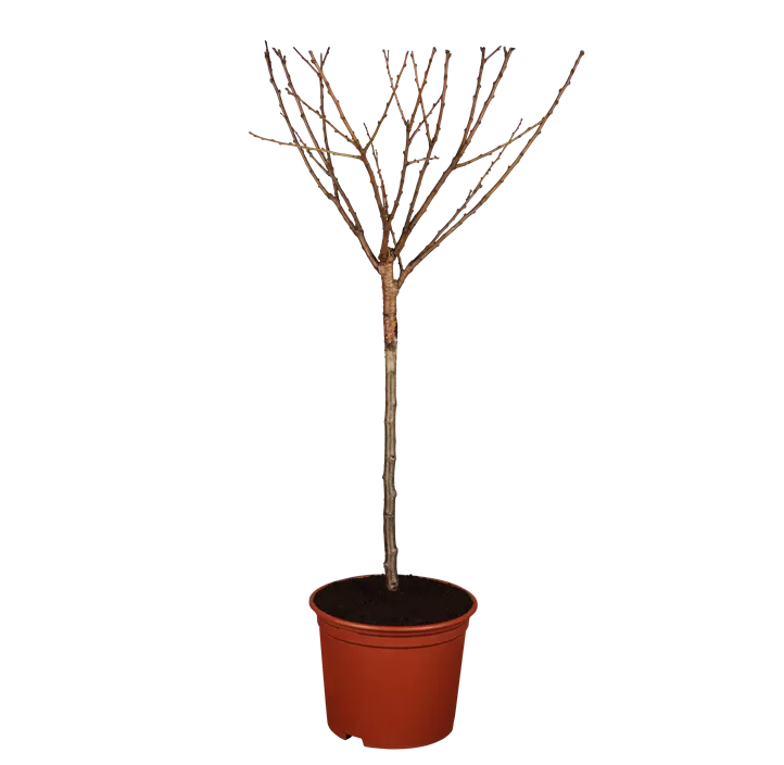 Prunus