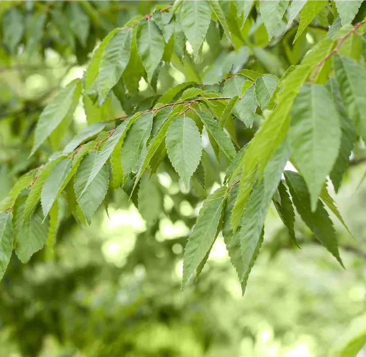 Prunus
