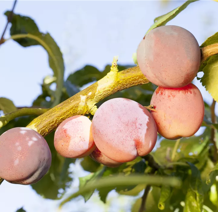 Prunus