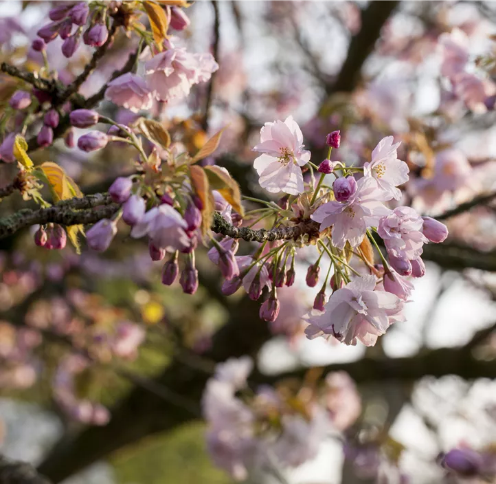 Prunus