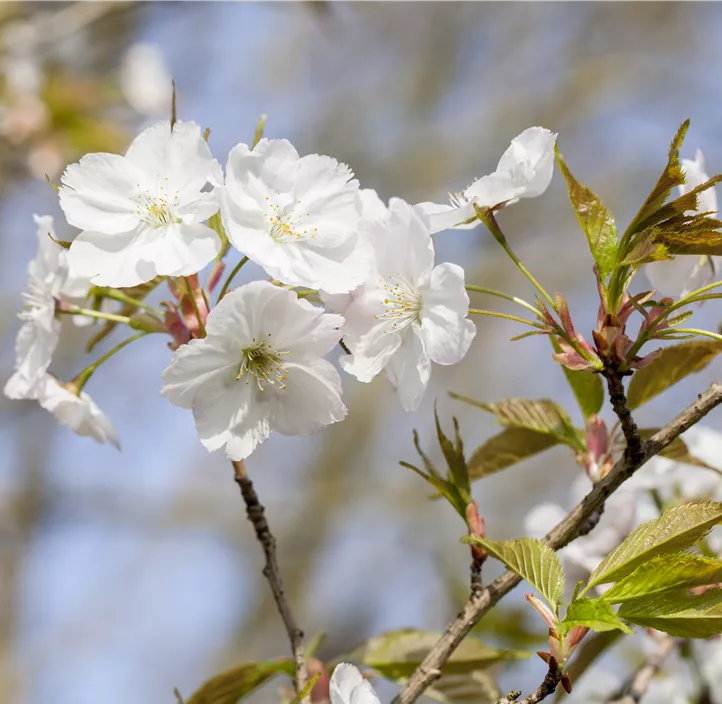 Prunus