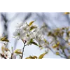 bellaflora Gartencenter GmbH