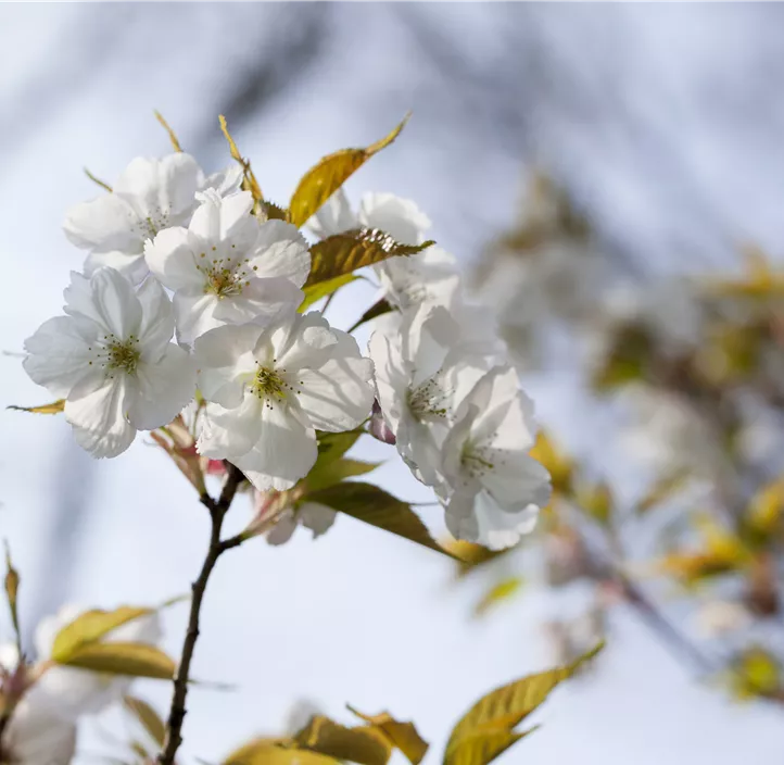 Prunus