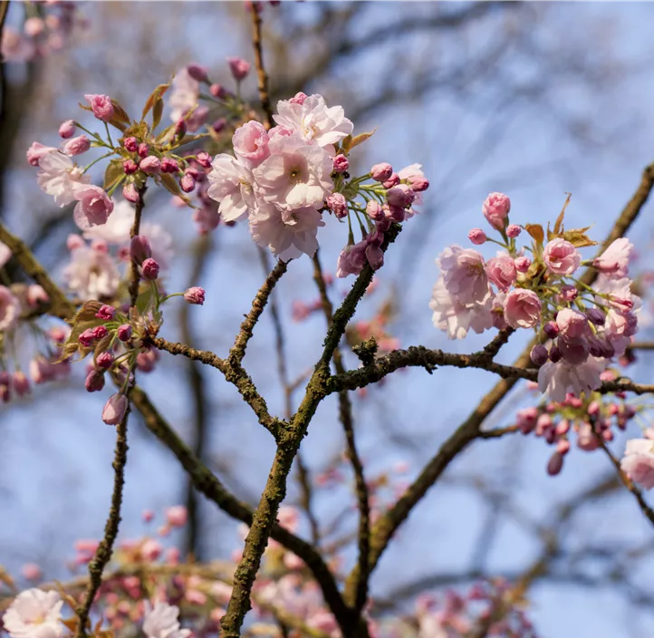 Prunus