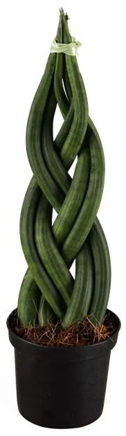 Sansevieria cylindrica Braid, Bogenhanf 'Braid' - Bellaflora