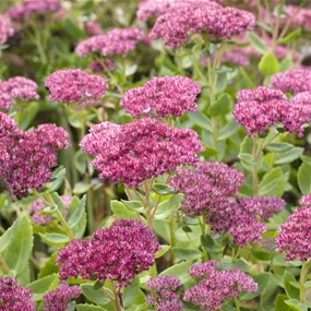 Sedum telephium Herbstfreude