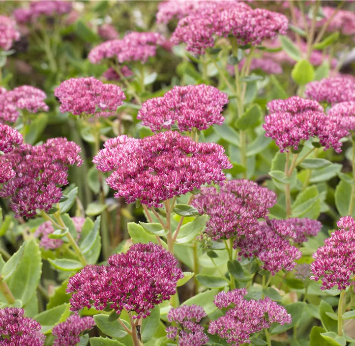 Großes Garten-Fettblatt 'Herbstfreude'
