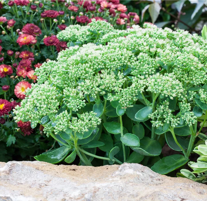 Großes Garten-Fettblatt 'Herbstfreude'