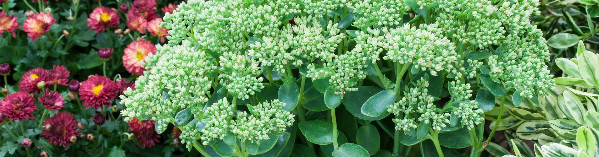 Sedum telephium 'Herbstfreude' Sedum telephium 'Herbstfreude'