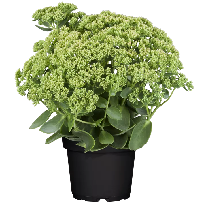 Großes Garten-Fettblatt 'Herbstfreude'