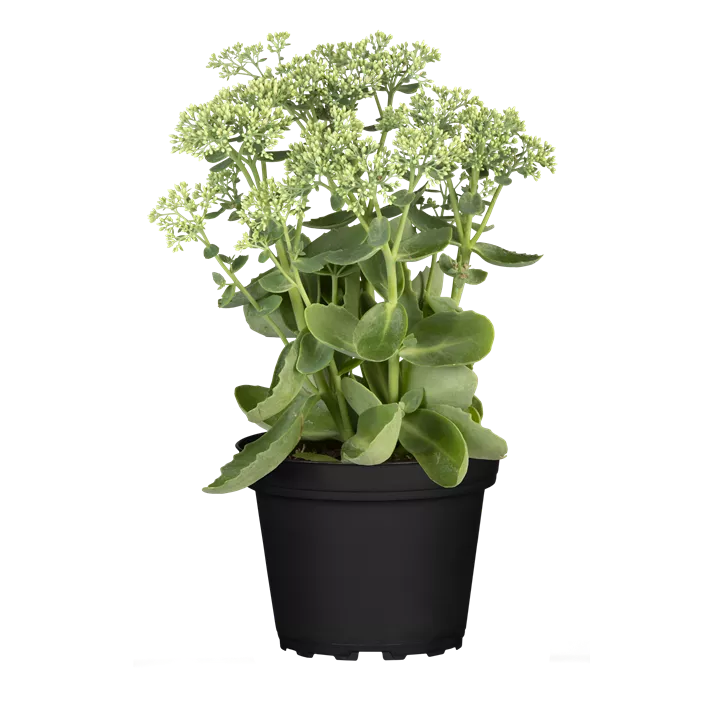 Großes Garten-Fettblatt 'Herbstfreude'