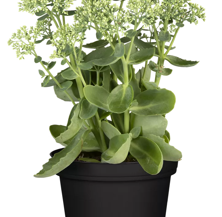 Großes Garten-Fettblatt 'Herbstfreude'