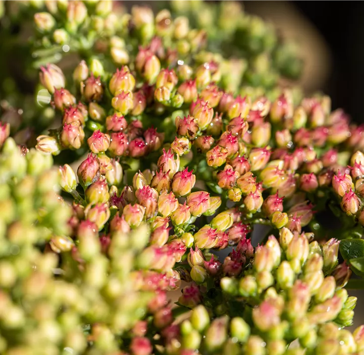 Großes Garten-Fettblatt 'Herbstfreude'
