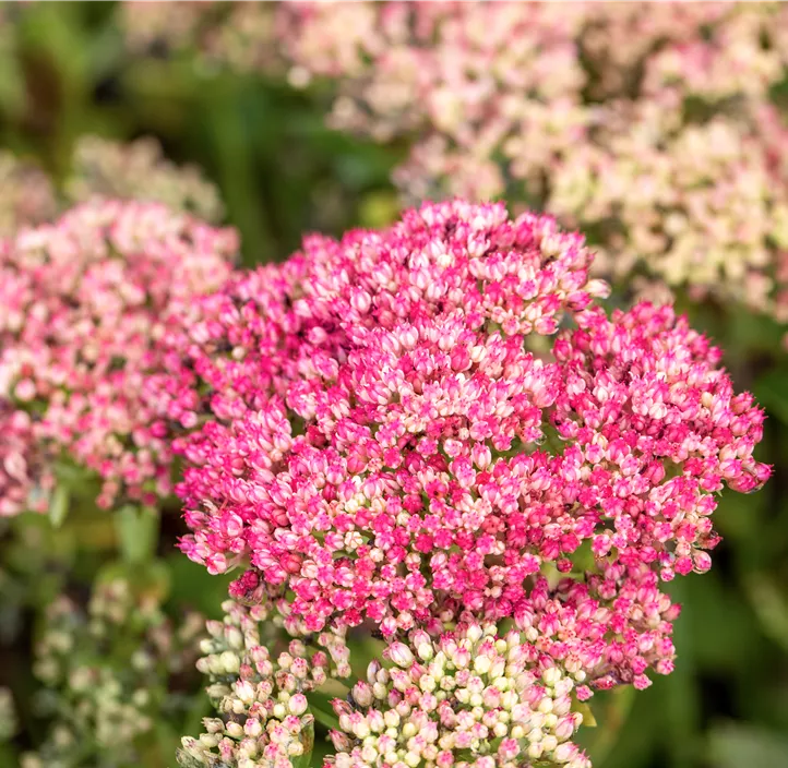 Großes Garten-Fettblatt 'Herbstfreude'