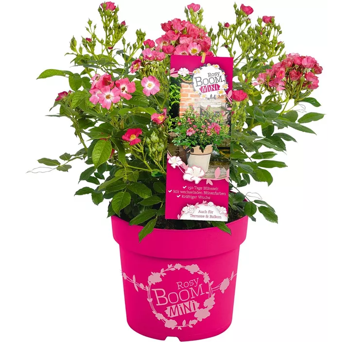 Mini-Gartenrose 'Rosy Boom'®
