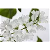 bellaflora Gartencenter GmbH