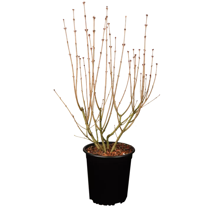 Zwergflieder 'Palibin'