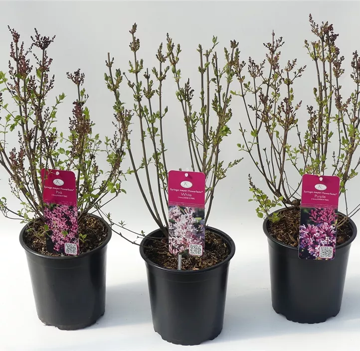 Garten-Flieder