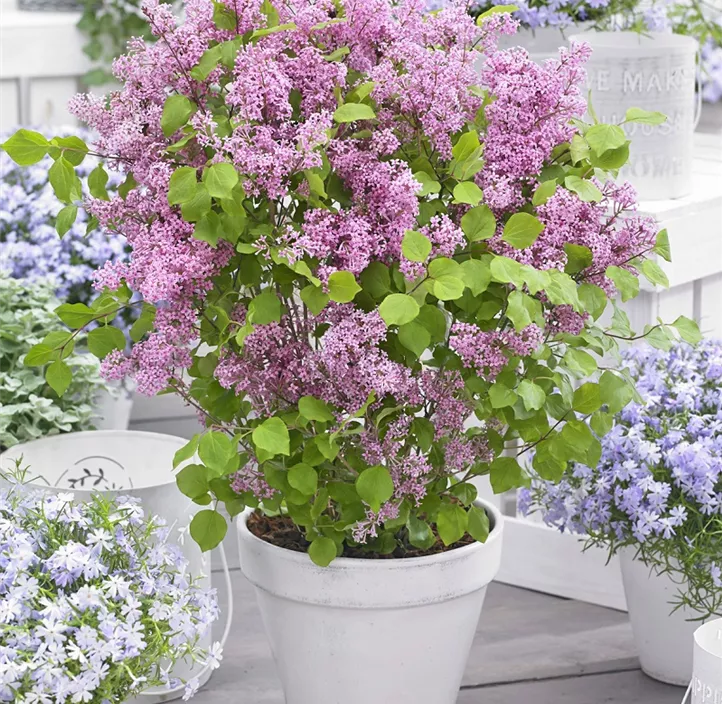 Garten-Flieder