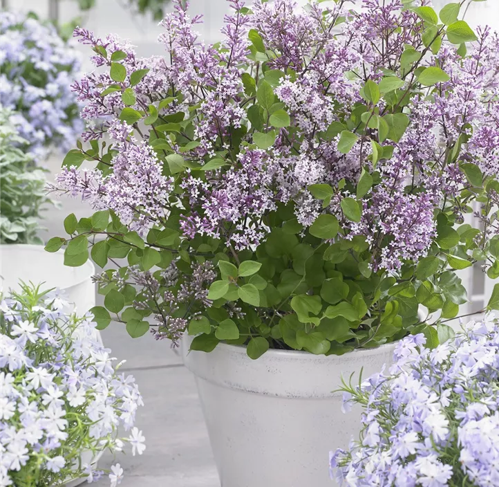 Garten-Flieder