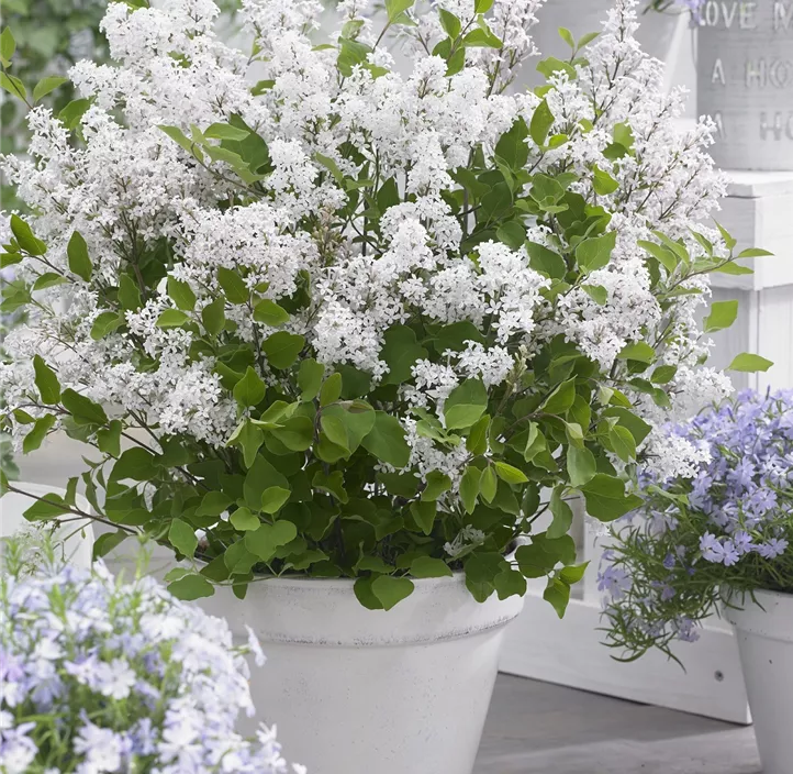 Garten-Flieder
