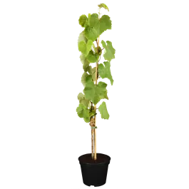 Vitis vinifera Isabella