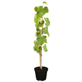 Vitis vinifera Isabella