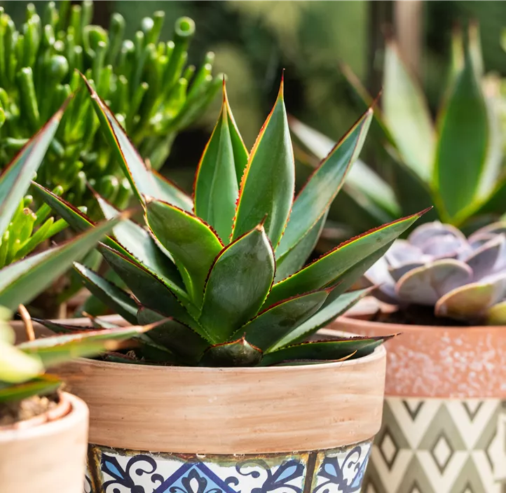 Agave 'Shaka Koko' Agave 'Shaka Koko'