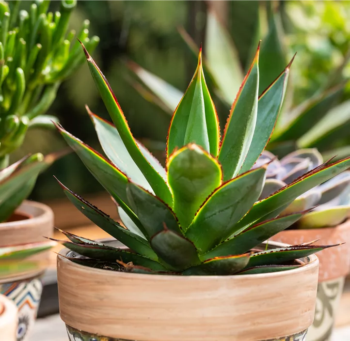Agave 'Shaka Koko' Agave 'Shaka Koko'