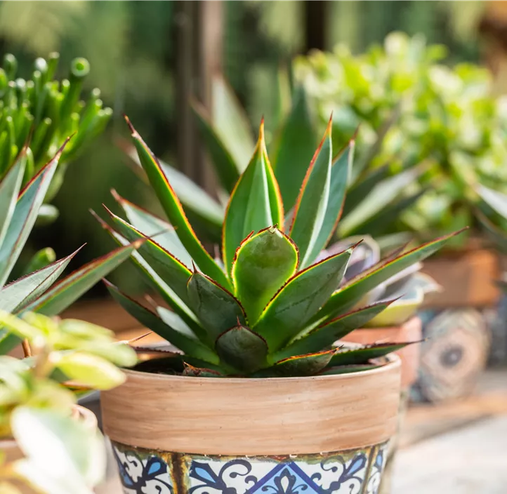 Agave 'Shaka Koko' Agave 'Shaka Koko'