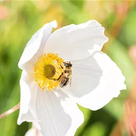 Anemone hybriden Wild Swan