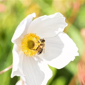 Anemone hybriden Wild Swan