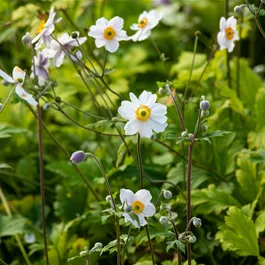 Anemone Hybriden Wild Swan, 3 Liter Topf